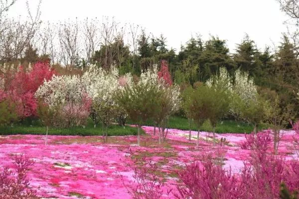 大連英歌石植物園具體地址在哪 在大連哪里