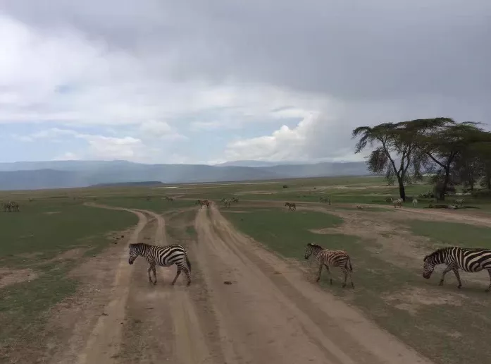 坦桑尼亞東非大草原safari旅游攻略