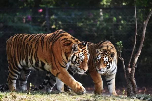 2022深圳野生動(dòng)物園國(guó)慶最新優(yōu)惠門票價(jià)格