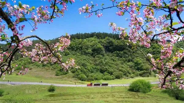 武隆區(qū)春游踏青好去處推薦 賞花、摘草莓等玩法都有哦