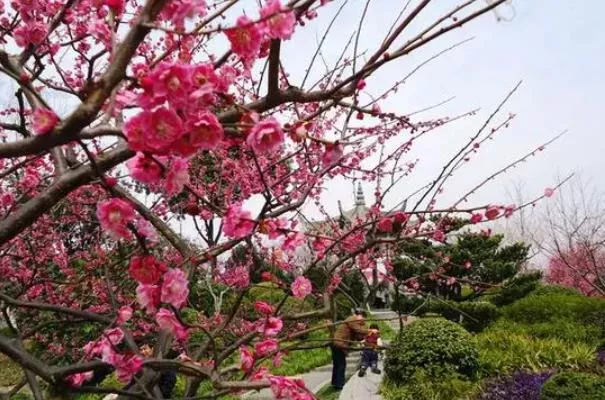 上?？疵坊ㄈツ膫€公園最好