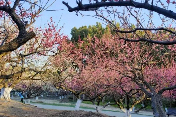 上海看梅花去哪個公園最好