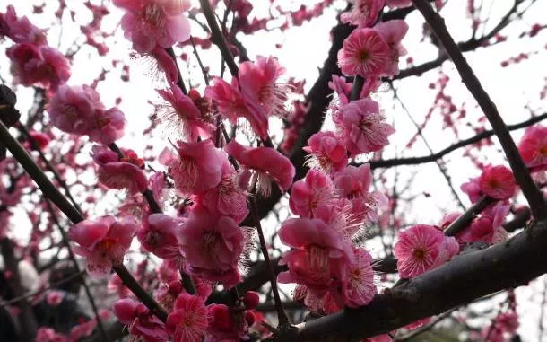 上?？疵坊ㄈツ膫€公園最好