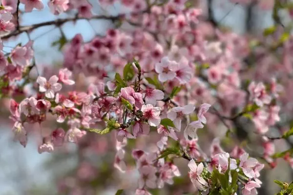 2023北京看櫻花的好地方 附最佳賞花時間