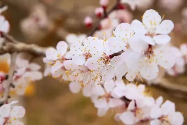 2023輪臺(tái)縣杏花節(jié)賞花攻略 附杏花花期、觀賞地址等信息